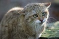 European Wildcat, felis silvestris, Portrait of Adult Royalty Free Stock Photo