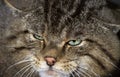 European Wildcat, felis silvestris, Portrait of Adult Royalty Free Stock Photo