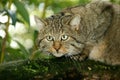 EUROPEAN WILDCAT felis silvestris, PORTRAIT OF ADULT ON BRANCH Royalty Free Stock Photo