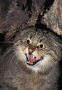 EUROPEAN WILDCAT felis silvestris, PORTRAIT OF ADULT SNARLING Royalty Free Stock Photo