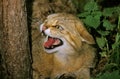 European Wildcat, felis silvestris, Portrait of Adult Snarling Royalty Free Stock Photo