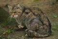 European wildcat Felis silvestris silvestris Royalty Free Stock Photo
