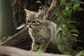 European wildcat (Felis silvestris silvestris) kitten. Royalty Free Stock Photo
