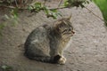 European wildcat (Felis silvestris silvestris) kitten. Royalty Free Stock Photo