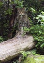 European Wildcat (Felis silvestris silvestris)