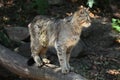 European wildcat (Felis silvestris silvestris). Royalty Free Stock Photo