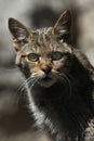 European wildcat (Felis silvestris silvestris). Royalty Free Stock Photo