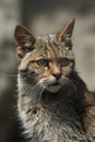 European wildcat (Felis silvestris silvestris). Royalty Free Stock Photo