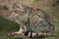 European wildcat (Felis silvestris silvestris). Royalty Free Stock Photo