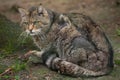 European wildcat (Felis silvestris silvestris).