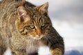 European wildcat, felis silvestris, sneaking on a hunt in winter