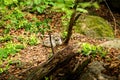 European Wildcat, Felis silvestris, in european summer forest. Royalty Free Stock Photo