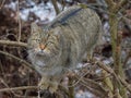 The European wildcat (Felis silvestris) in a winter natural habitat Royalty Free Stock Photo