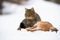 European wildcat with killed hare sitting on snow watching