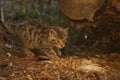 European Wildcat kitten checking the leftovers from its meal Royalty Free Stock Photo