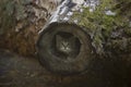 European Wildcat kitten hiding in a log Royalty Free Stock Photo