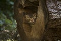 European Wildcat kitten hiding in a log Royalty Free Stock Photo