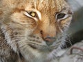 European wildcat lynx, catamount face with eyes staring. Royalty Free Stock Photo