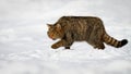 European wildcat male grooming himself in the snow