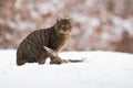 European wildcat sitting on meadow in winter nature