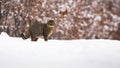 European wildcat standing on meadow in winter nature