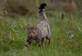European wildcat walking in grass in forest