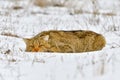 European wildcat in winter