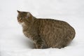 European wildcat