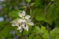 European wilde apple blossoms in the springtime orchard.