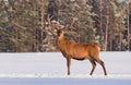 European wildlife landscape with snow and deer with big antlers.Portrait of Lonely stag.