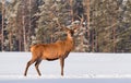 European wildlife landscape with snow and deer with big antlers.Portrait of Lonely stag.