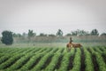 Roe deer couple in soybean field in spring. European wildlife. Royalty Free Stock Photo