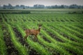 Male roe deer standing in the corn field. Royalty Free Stock Photo