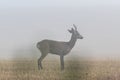 Male roe deer standing in the harvested wheat field