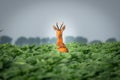 European wildlife. Roe deer jump through sunflower field. Royalty Free Stock Photo