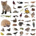 European wildlife in studio Royalty Free Stock Photo