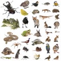 European wildlife in studio Royalty Free Stock Photo