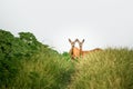 Two female roe deer standing in the pathway.