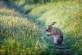 European wildlife. Wild brown hare - Lepus europaeus.