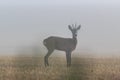 Young male roe deer standing in the field on foggy morning Royalty Free Stock Photo