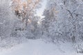 European Winter Landscape.Trees Covered With Snow On Frosty Morning. Beautiful Winter Forest Landscape. Beautiful Winter Morning I