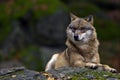 European Wolf Royalty Free Stock Photo