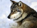 European wolf Royalty Free Stock Photo