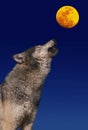 European Wolf, canis lupus, Adult Baying at the Moon Royalty Free Stock Photo