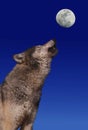 European Wolf, canis lupus, Adult Baying at the Moon Royalty Free Stock Photo