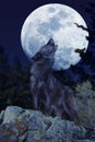 European Wolf, canis lupus, Adult Baying at the Moon Royalty Free Stock Photo