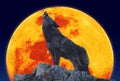 EUROPEAN WOLF canis lupus, ADULT BAYING AT THE MOON Royalty Free Stock Photo