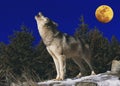 EUROPEAN WOLF canis lupus, ADULT BAYING AT THE MOON Royalty Free Stock Photo