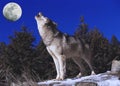 European Wolf, canis lupus, Adult Howling at the Moon Royalty Free Stock Photo