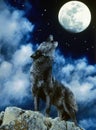 European Wolf, canis lupus, Adult Howling at the Moon